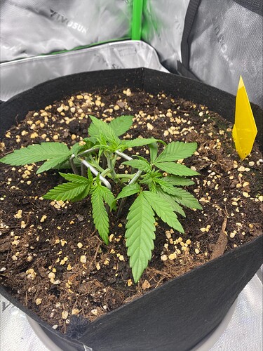 Growreport Bild 5