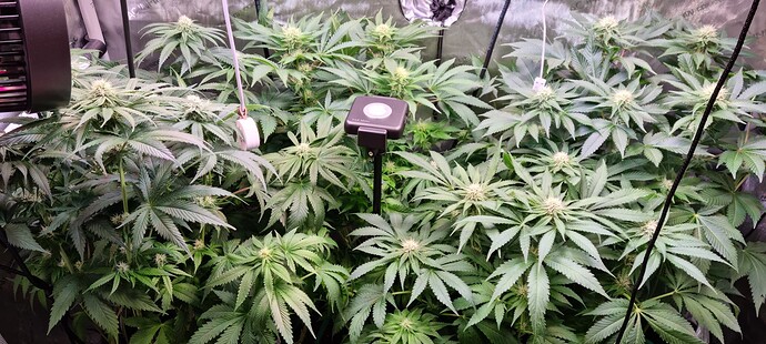 Growreport Bild 25