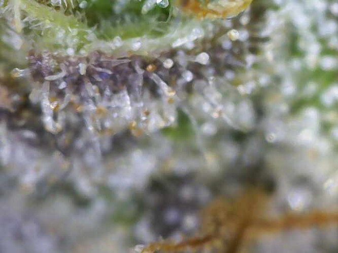 Growreport Bild 6