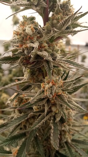 Growreport Bild 42