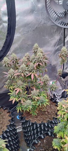 IMG_20260101_204025675_HDR