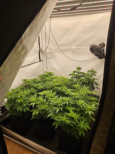 Growreport Bild 3