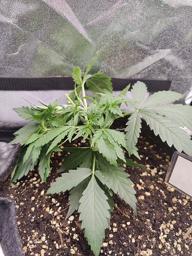 2_LST