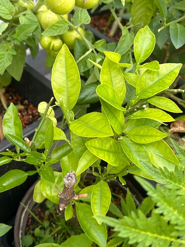 Growreport Bild 17