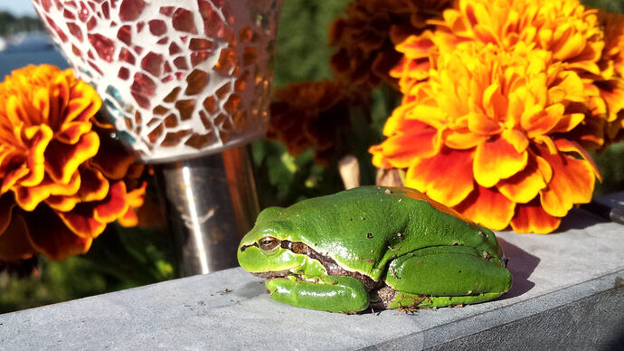 Laubfrosch auf Balkongeländer