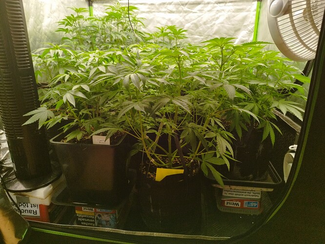 Mehrere junge Cannabispflanzen in Töpfen stehen dicht beieinander in einer Growbox. Eine Ventilator ist links im Bild zu sehen.