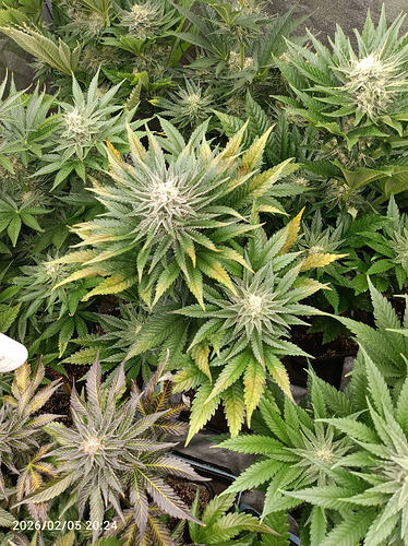 Growreport Bild 10