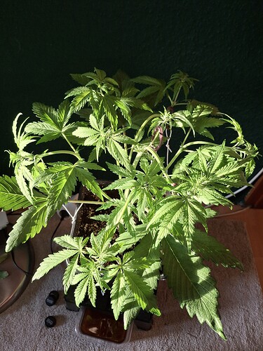Growreport Bild 13