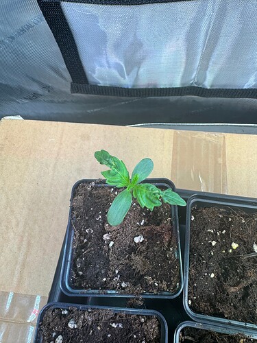 Growreport Bild 6