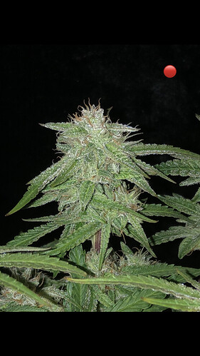 Growreport Bild 13