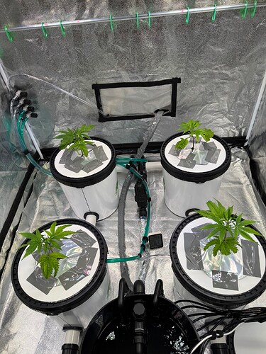 Growreport Bild 1