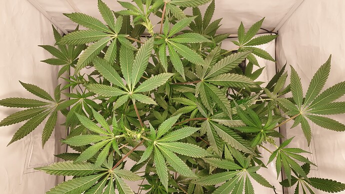 Growreport Bild 1