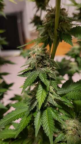 Growreport Bild 22