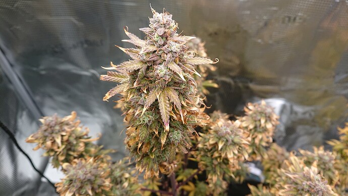 Growreport Bild 56