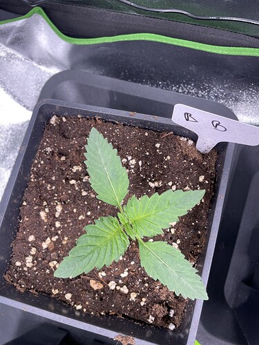 Growreport Bild 8