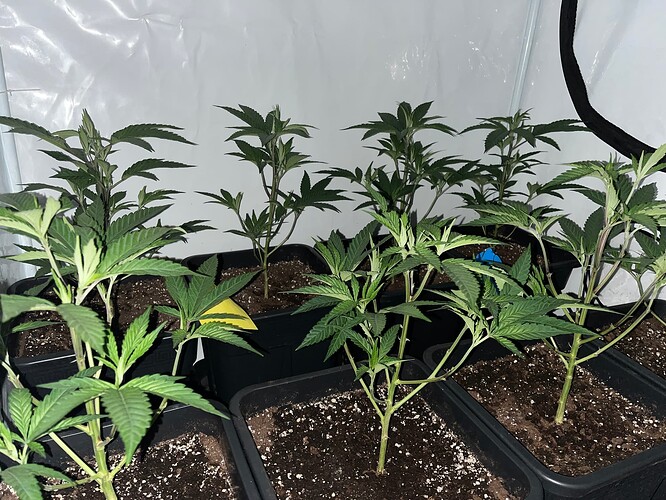 Growreport Bild 12