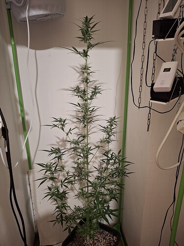Growreport Bild 196