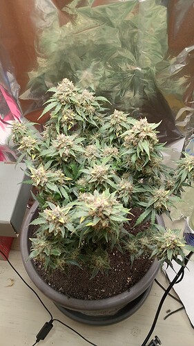 Growreport Bild 4