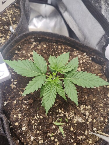 Growreport Bild 2