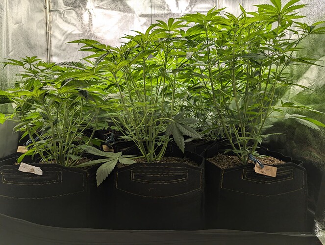 Growreport Bild 2
