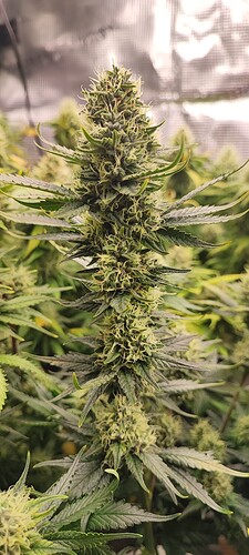 Growreport Bild 4