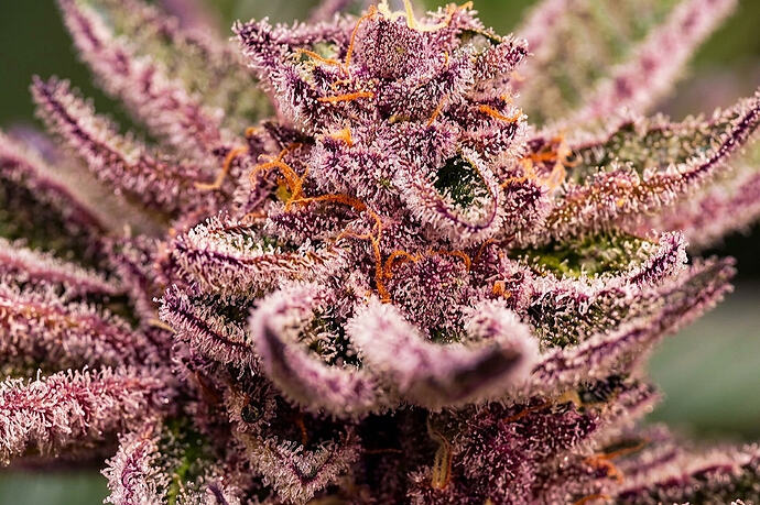 Growreport Bild 101