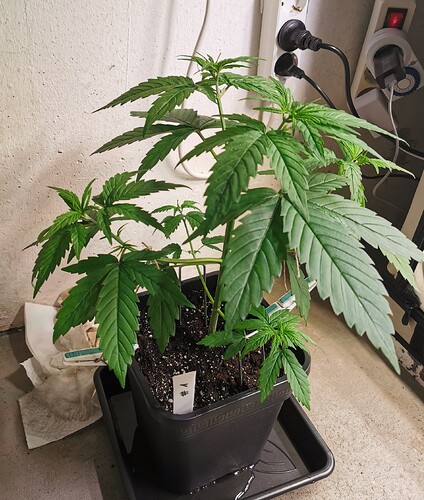 Growreport Bild 4