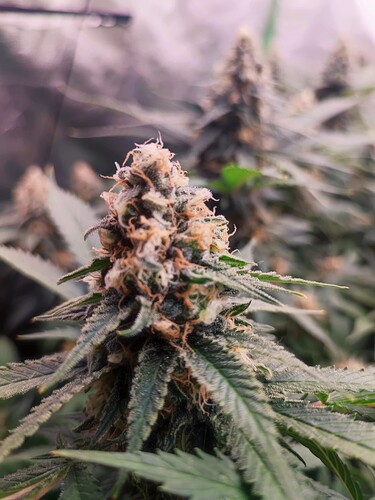 Growreport Bild 14