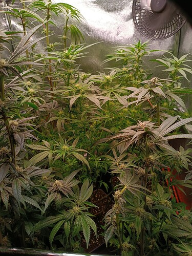 Growreport Bild 7