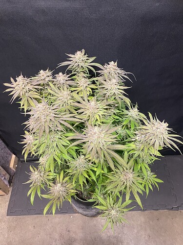 Growreport Bild 5