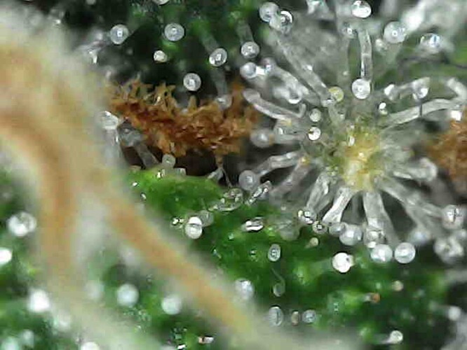 Growreport Bild 19
