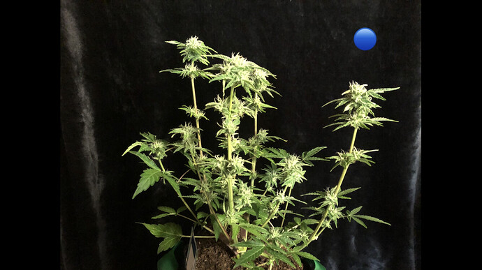 Growreport Bild 11