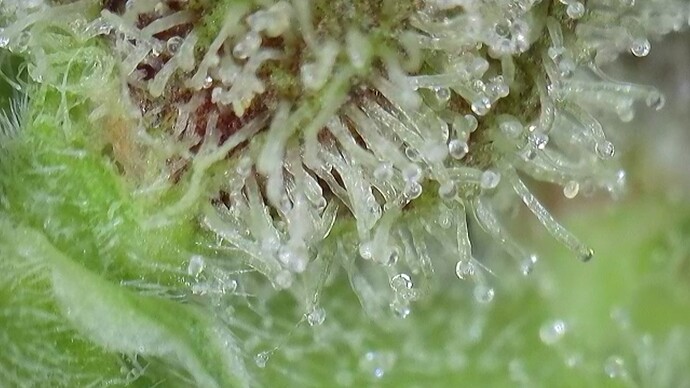 Growreport Bild 5
