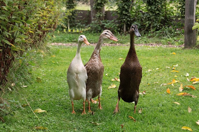 laufenten-garten-schnecken