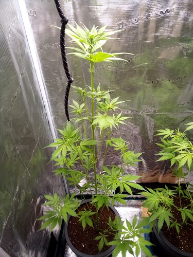 Growreport Bild 7