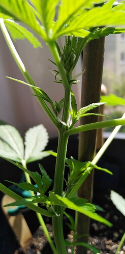 Growreport Bild 3