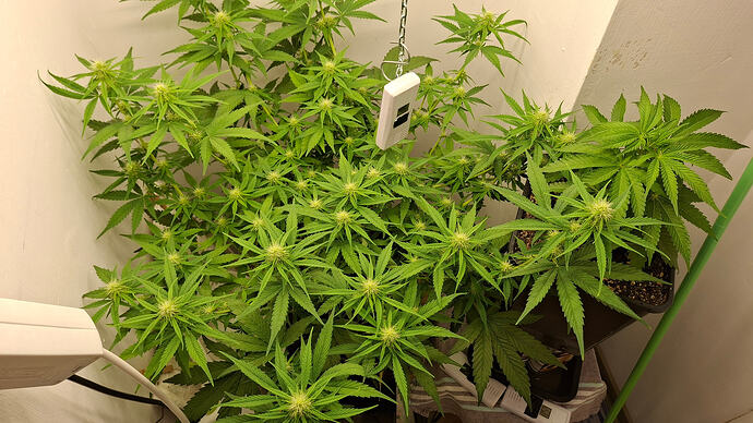 Growreport Bild 248