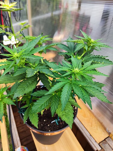 Growreport Bild 2