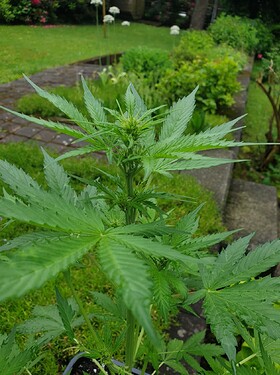 Growreport Bild 6