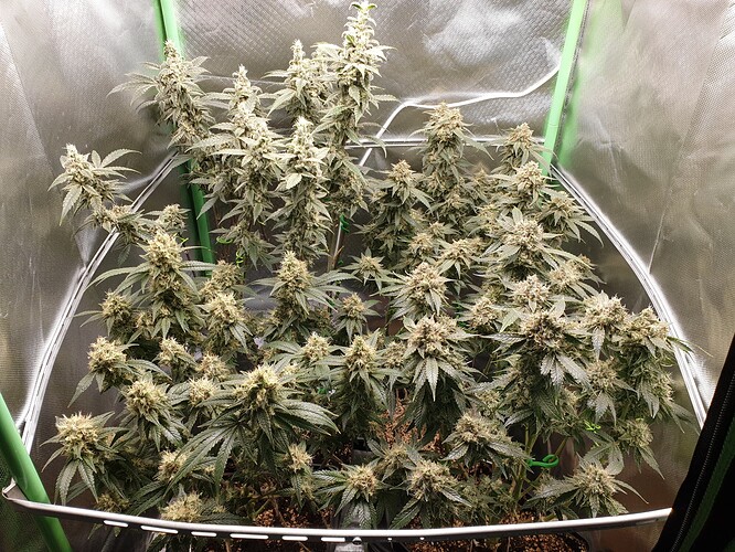 Growreport Bild 4