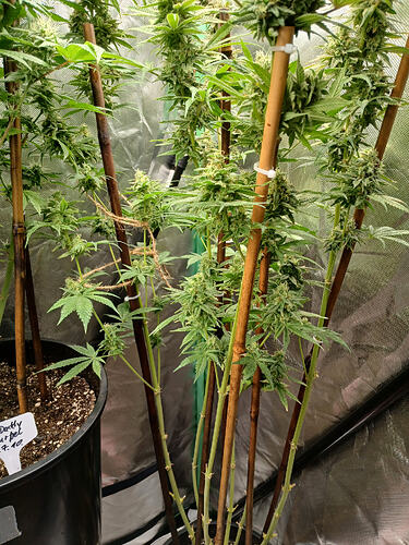 Growreport Bild 5