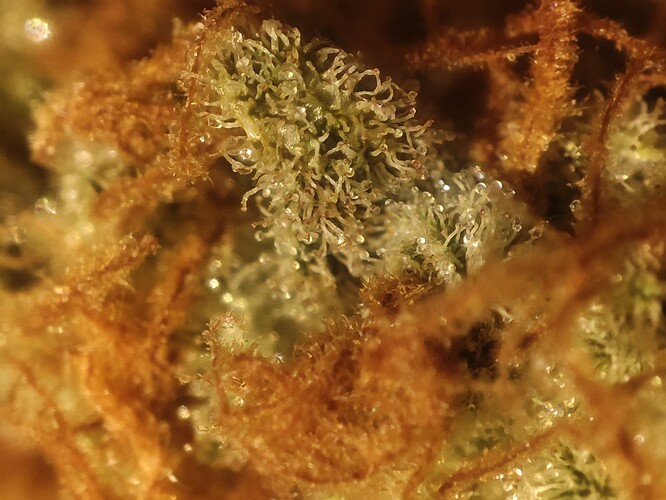 Growreport Bild 26