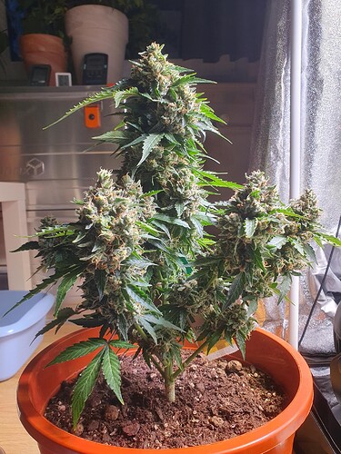 Growreport Bild 3