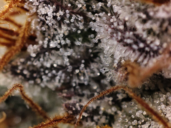 Growreport Bild 95