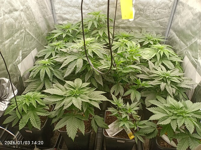 Growreport Bild 16