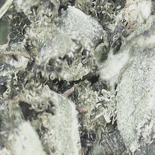 Growreport Bild 84