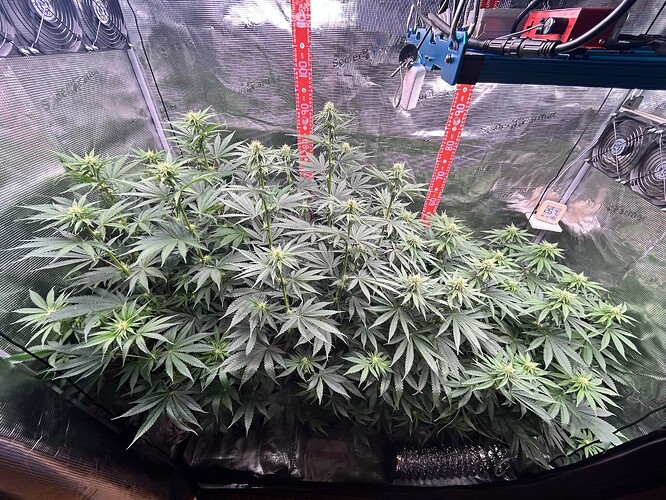 Ein Cannabis-Grow im Zelt, die Pflanzen befinden sich in der frühen Blütephase mit sichtbaren Blütenansätzen.