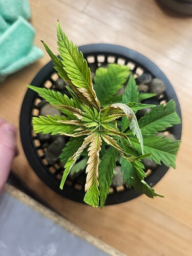 Growreport Bild 35