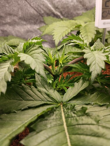 IMG_20241210_205225 - Kopie