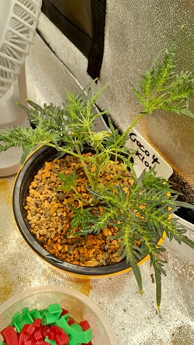 Growreport Bild 5